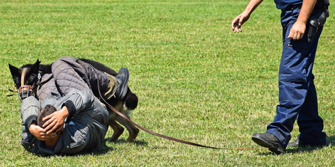 Police officer with his dog arrests a criminal on a training