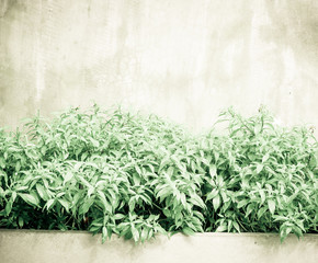 Vintage filtered : Green leaf bush and small white flower at con