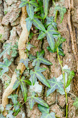 Ivy