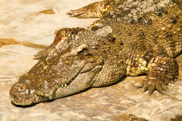 crocodile basking in the ground