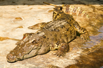 crocodile basking in the ground