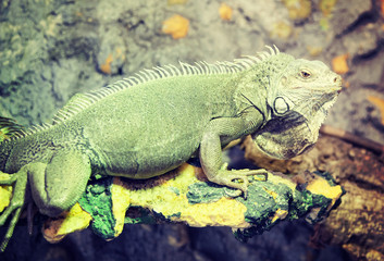 Grown up green iguana in terrarium