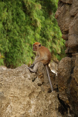 ape sitting on a rock