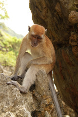 ape sitting on a rock