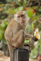 ape sitting on a pole