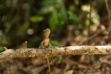 Lizard on a stick