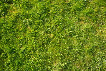 grass texture