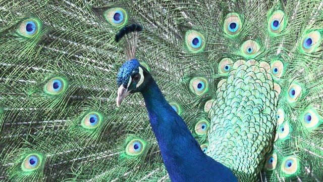 Pfau