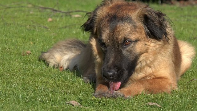 Hund knabbert Knochen