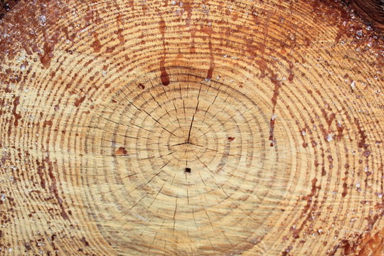 Coupe de bois