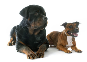 Staffordshire bull terrier and rottweiler