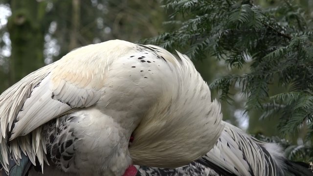 Huhn bei der Gefiederpflege