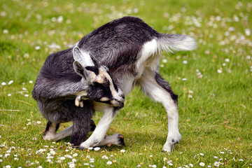 Juvenile goat on grass