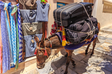 Santorini donkey