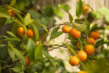 Zitronenbaum