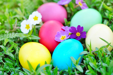 Colored easter eggs with flowers primrose on green grass