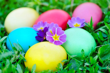 Colored easter eggs with flowers primrose on green grass