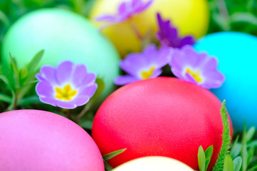 Colored easter eggs with flowers primrose on green grass