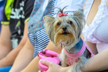 Yorkshire Terrier