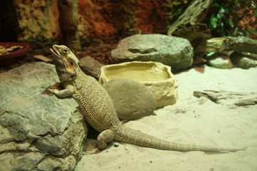 Bartagame 01