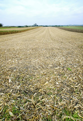 Abgeerntetes Maisfeld