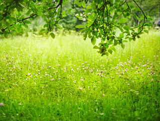Green grass. Shallow depth of field.