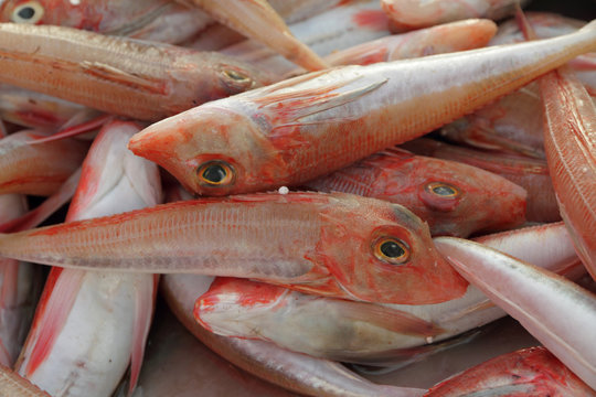 fresh fish on Mediterranean daily market, Marsaxlokk,Malta, Euro