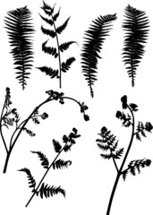set of seven black fern silhouettes on white