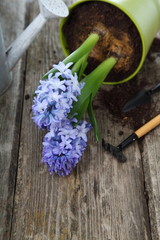Blue hyacinths and garden tools