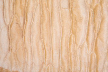 Texture of Quilted Maple