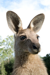 Kangaroo head