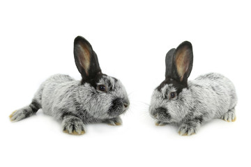 two gray rabbit