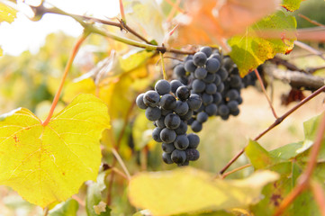 Bunches of Red Grape