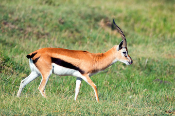 Thompson's gazelle