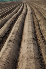 Plowed field close up, background