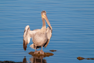 A young dalmatian pelican drying its feathers under the sun