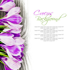 Crocus blooms