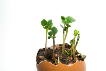 The plant grows from the ground on a white background