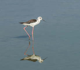 Black-winged Stilt