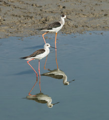 Black-winged Stilt
