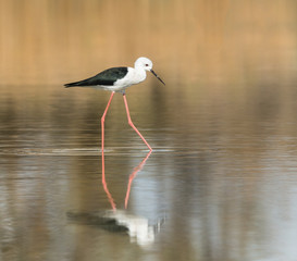 Black-winged Stilt