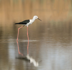 Black-winged Stilt