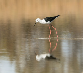 Black-winged Stilt