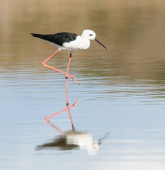 Black-winged Stilt