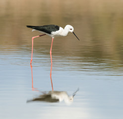 Black-winged Stilt