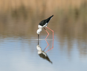 Black-winged Stilt