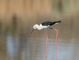 Black-winged Stilt