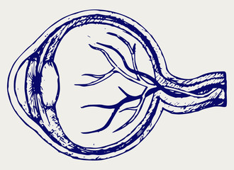 Human eye anatomy. Doodle style