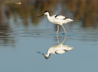 Avocet