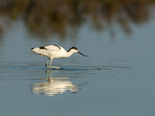 Avocet